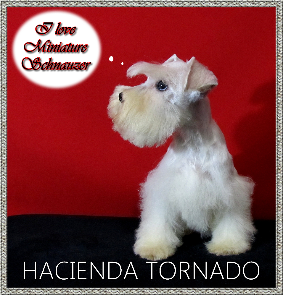 Haz clic sobre la imagen para entrar a Schnauzer Miniatura HT Sorprendete!