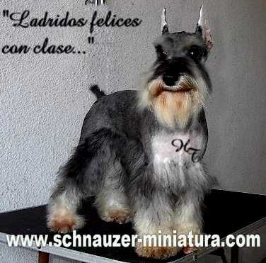 La feliz Schnauzer Miniatura Sal y Pimienta: Chanel