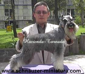 Un Schnauzer Miniatura como pocos, es hijo de padres Campeones Mundiales