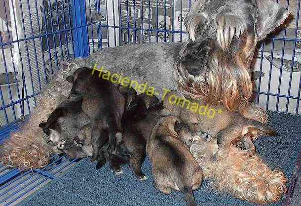 Hermosos y saludables cachorros de Schnauzer Miniatura en venta durante todo el año