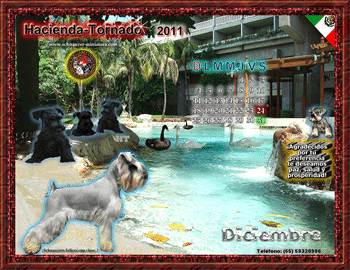 Obten Gratis!! el calendario del Schnauzer Miniatura...oprime aqu�!!