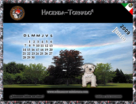 Obten Gratis!! el calendario del Schnauzer Miniatura...pincha aqu�!!