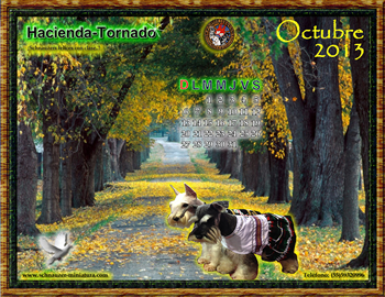 Obten Gratis!! el calendario del Schnauzer Miniatura...oprime aqu!!