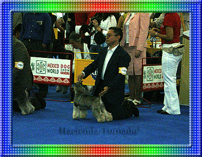 El MVZ. Esp. Carlos Carrillo durante la Exposicin Mundial Canina 2007, con el Schnauzer Miniatura Sal y Pimienta -Lucky Tornado-