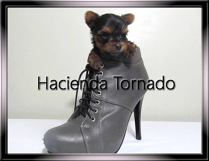 El Yorkshire Terrier macho semental Gigolo