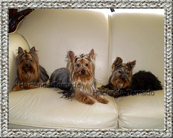 Tres maravillosos Yorkshire Terrier machos sementales del criadero