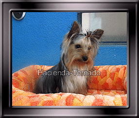 Entra en la imagen para que veas los cachorros de Yorshire disponibles