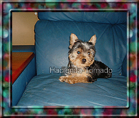 Entra en la imagen para que veas los cachorros de Yorshire disponibles