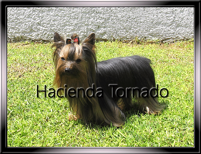 El Yorkshire Terrier macho semental Gigolo