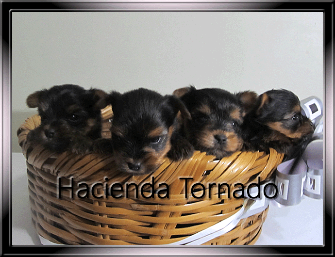 El Yorkshire Terrier macho semental Gigolo