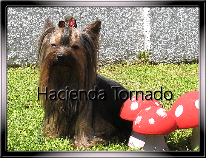 El Yorkshire Terrier macho semental Gigolo