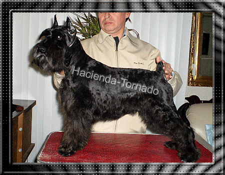 Un Schnauzer Miniatura hermoso, es hijo de nuestro Campen Jhony