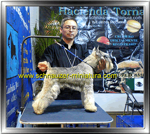 El Dr. Carrillo con el Schnauzer Miniatura color Sal y Pimienta: Lucky Tornado