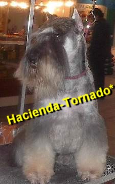 El flamante Campen Mexicano Promise Tornado, Schnauzer Miniatura Sal y Pimienta del Criadero Hacienda Tornado