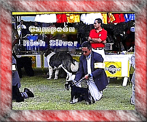El nuevo Campen Mexicano Rich Silver, Schnauzer Miniatura Negro y Plata del Criadero Hacienda Tornado