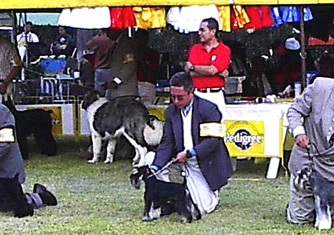 El nuevo Campen Mexicano Rich Silver, Schnauzer Miniatura Negro y Plata del Criadero Hacienda Tornado