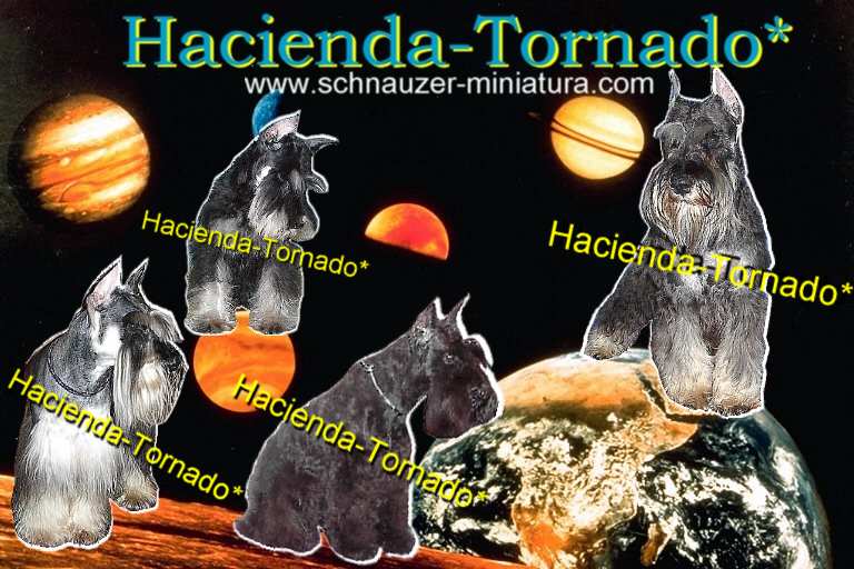 Tenemos un constante programa de mejoramiento de la raza de Schnauzer Miniatura, aqu� solamente te mostramos algunos de nuestros ejemplares, pues tenemos m�s de 20 machos para que escojas el que se acomode a tu presupuesto o a tus deseos.