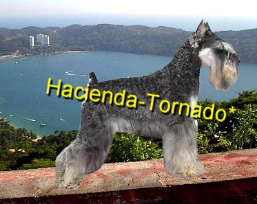 Es un verdadero macho semental de Schnauzer Miniatura, productor de maravillosos cachorros