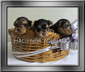 Entra en la imagen para que veas los cachorros de Yorshire disponibles