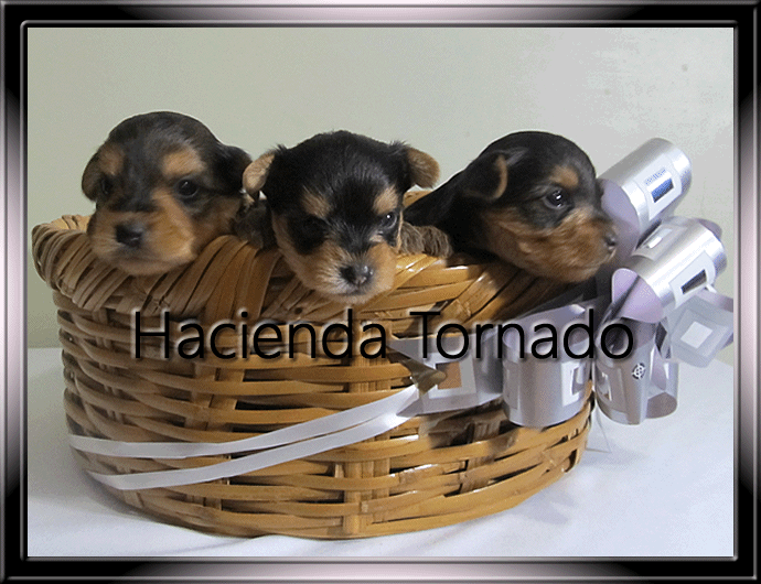 El Yorkshire Terrier macho semental Gigolo