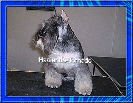 Muy buen semental Schnauzer Miniatura