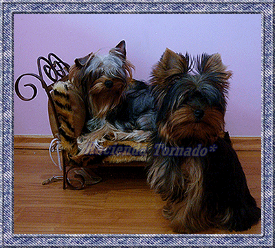 Imagen glamourosa de dos maravillosos Yorkshire Terrier machos semantales del criadero