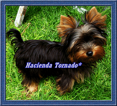 El Yorkshire Terrier macho semental Gigolo