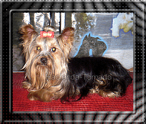 Nuestro Yorkshire Terrier Amadeus, con pelo supersedoso