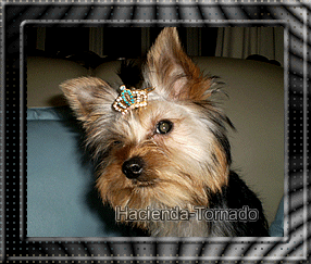 Entra en la imagen para que veas los cachorros de Yorshire disponibles